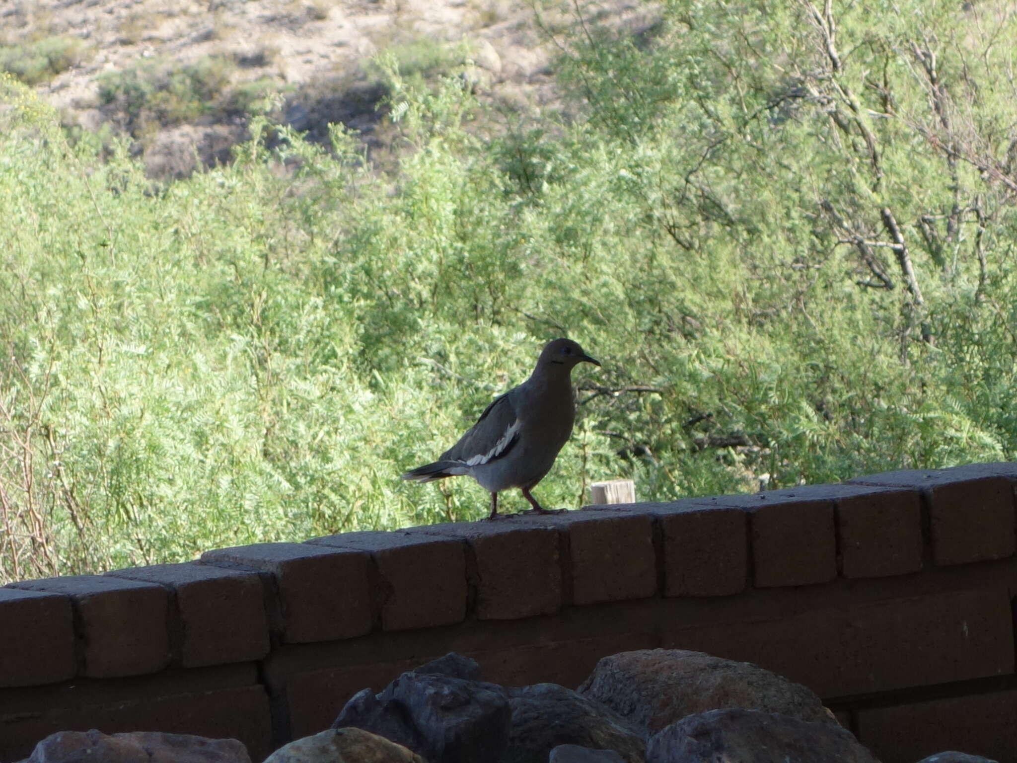 Image of White-winged Dove