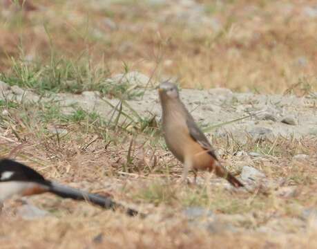 Image of Chestnut-tailed Starling