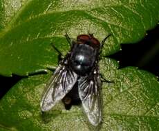 Image of Blue bottle fly