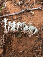 Image of silver pygmycudweed