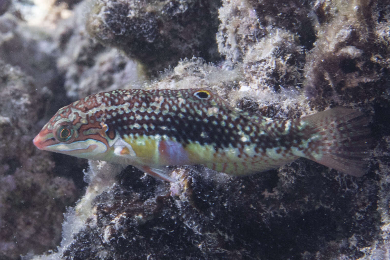 Image of Pink-belly wrasse