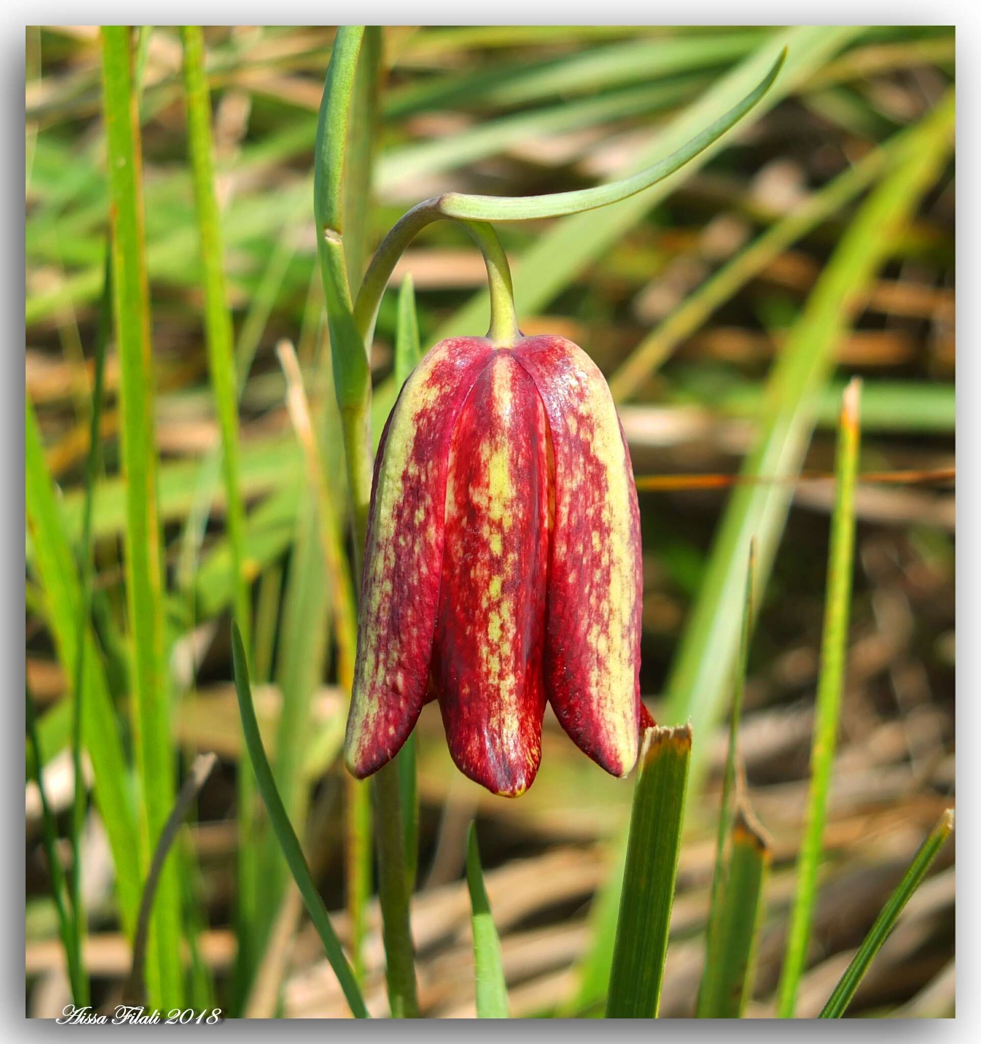 Image of Fritillaria oranensis Pomel