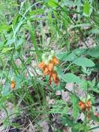 Lathyrus sulphureus A. Gray resmi