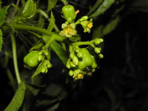 Image of Jatropha glandulifera Roxb.