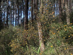 Image de <i>Daviesia <i>ulicifolia</i></i> subsp. ulicifolia