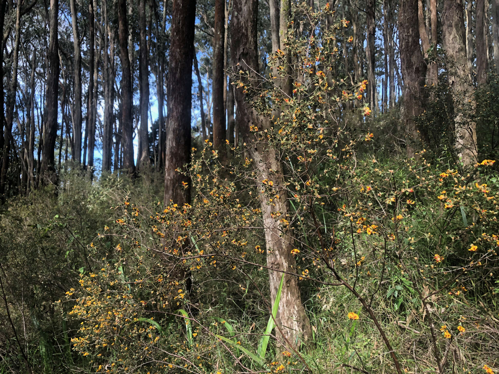 Image de <i>Daviesia <i>ulicifolia</i></i> subsp. ulicifolia