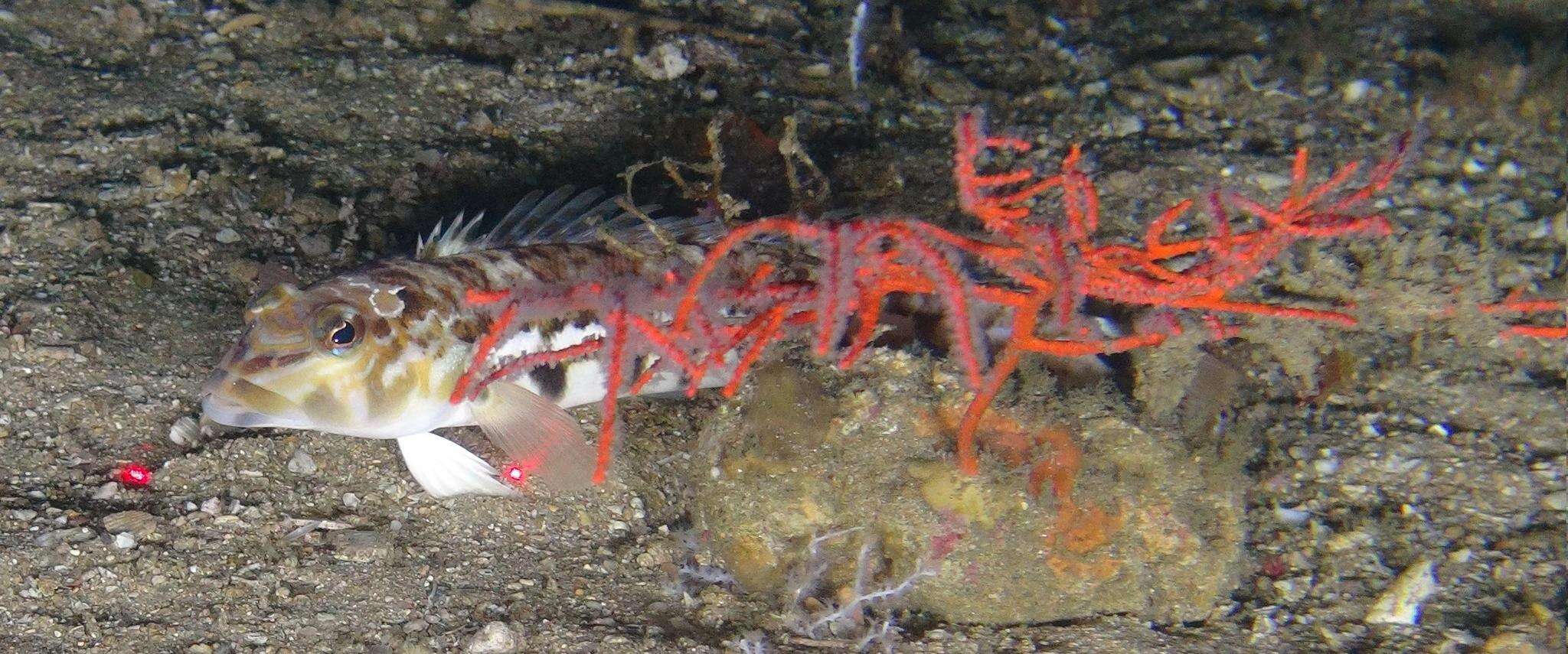 Image of Barfaced grubfish