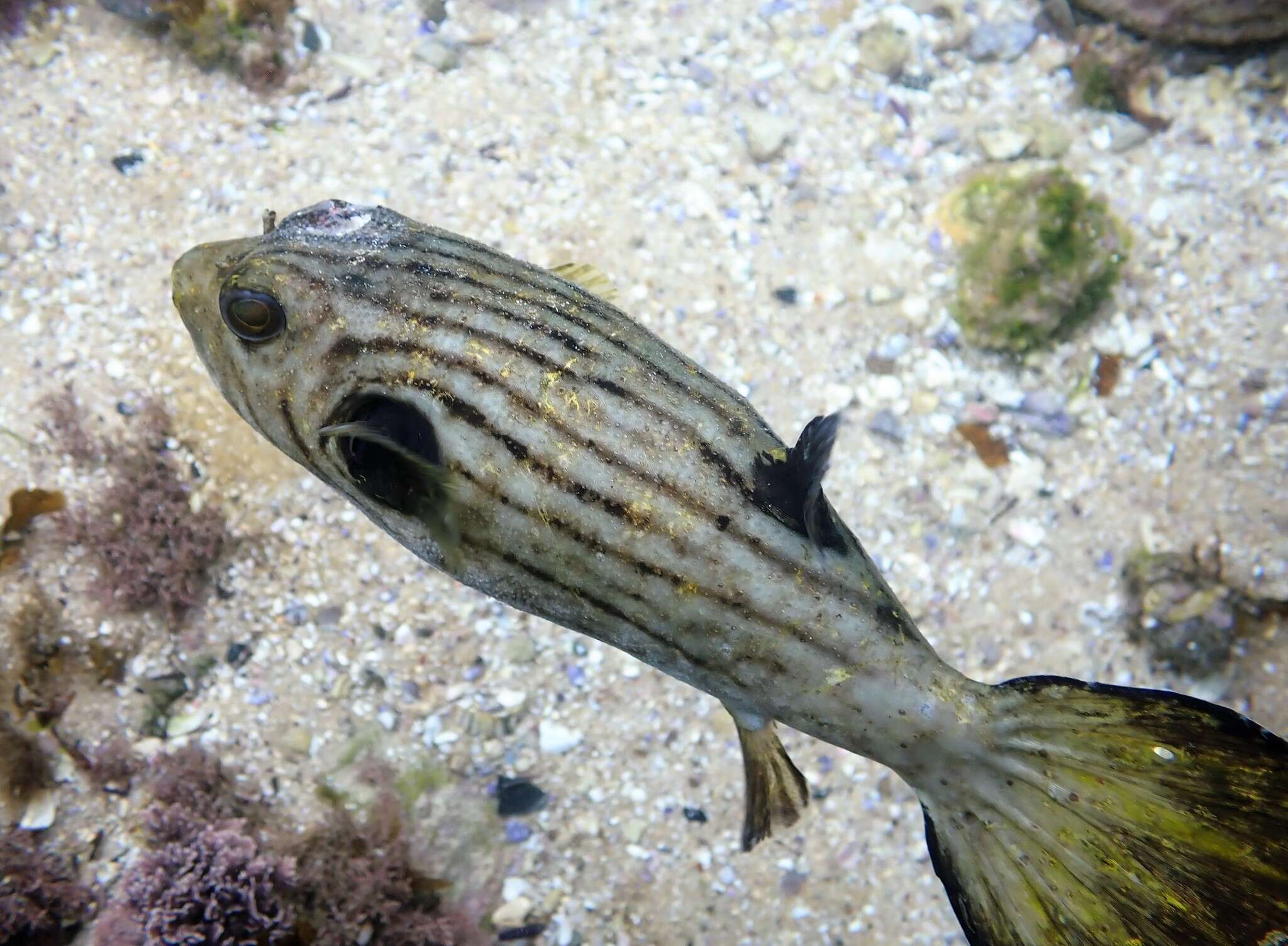 Image of Narrow-lined Puffer