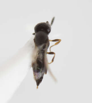 Image of Ceraphronidae