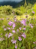 Слика од Clinopodium vulgare subsp. orientale Bothmer