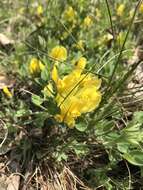 Cytisus triflorus Lam.的圖片