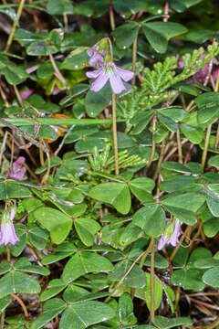 Oxalis dimidiata J. D. Smith resmi