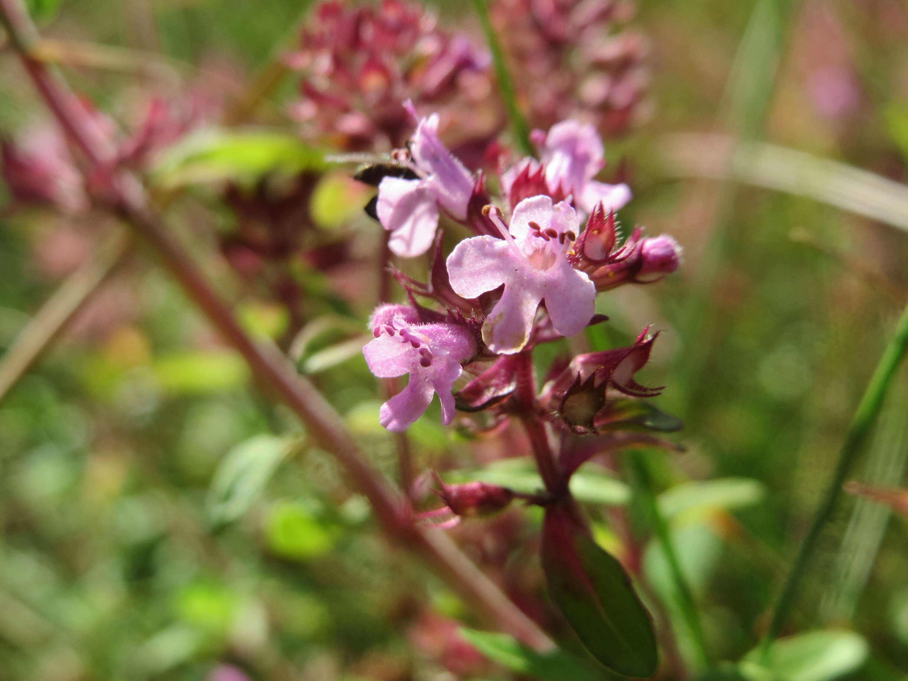 Слика од Thymus serpyllum L.