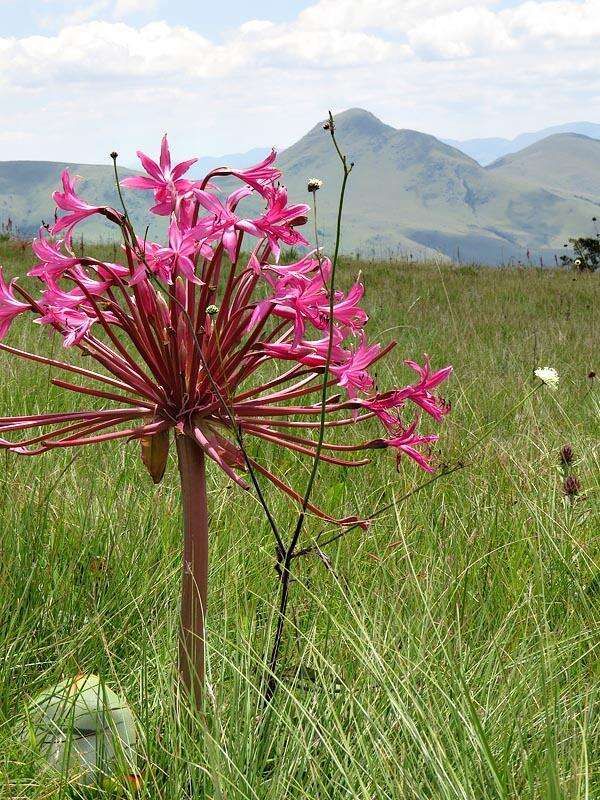 Image of Brunsvigia radulosa Herb.