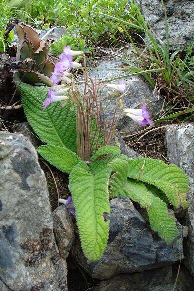 Plancia ëd Streptocarpus cyaneus subsp. cyaneus