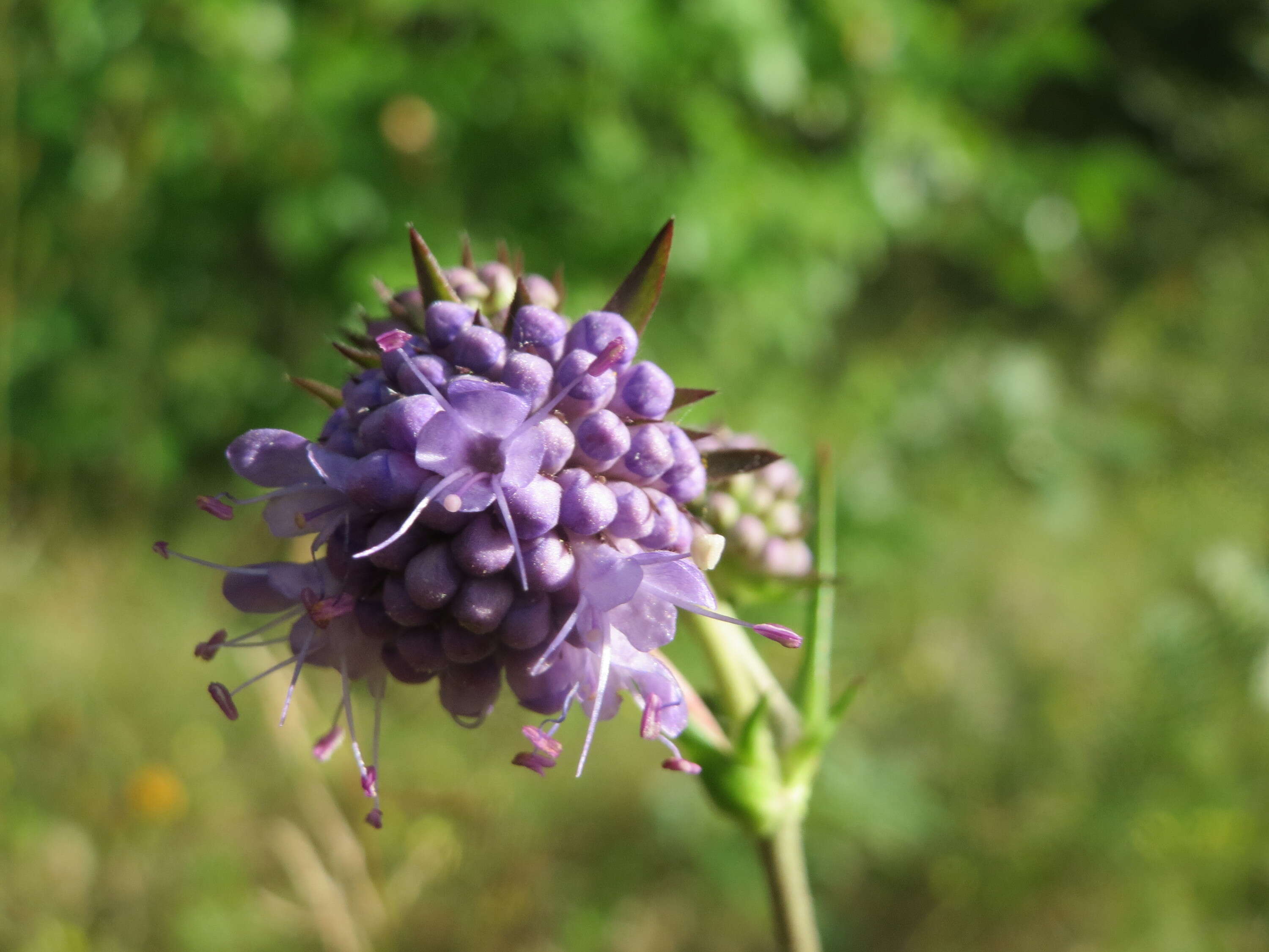 Image of Devil’s Bit Scabious