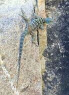 Image of Baja Blue Rock Lizard