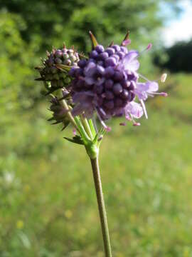 Image of Devil’s Bit Scabious