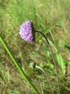 Image of Devil’s Bit Scabious