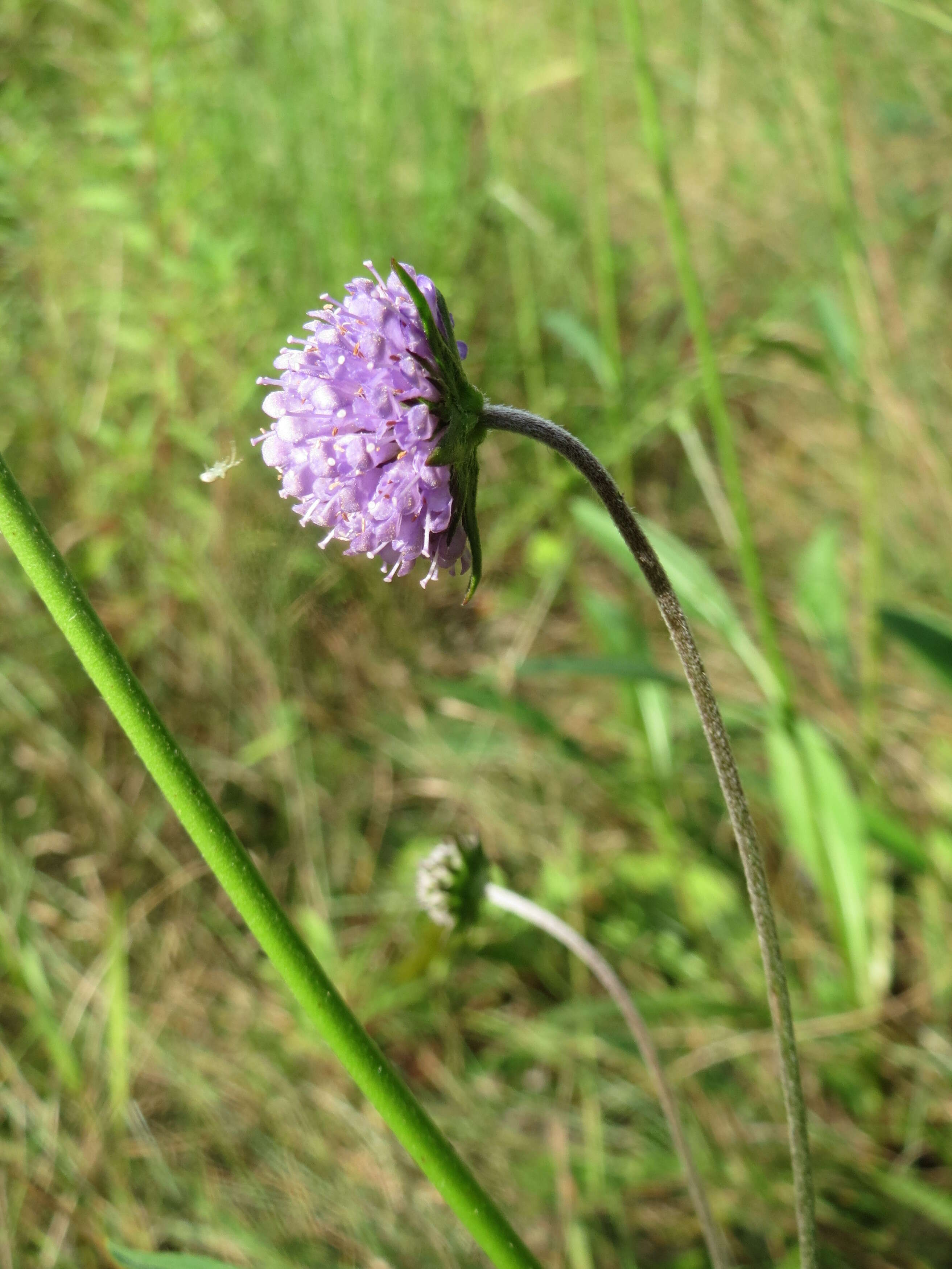 Image of Devil’s Bit Scabious