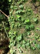 Image of Asplenium trilobum Cav.
