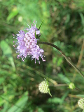 Image of Devil’s Bit Scabious