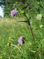 Image of Devil’s Bit Scabious