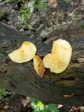 Image of Crepidotus croceotinctus Peck 1887