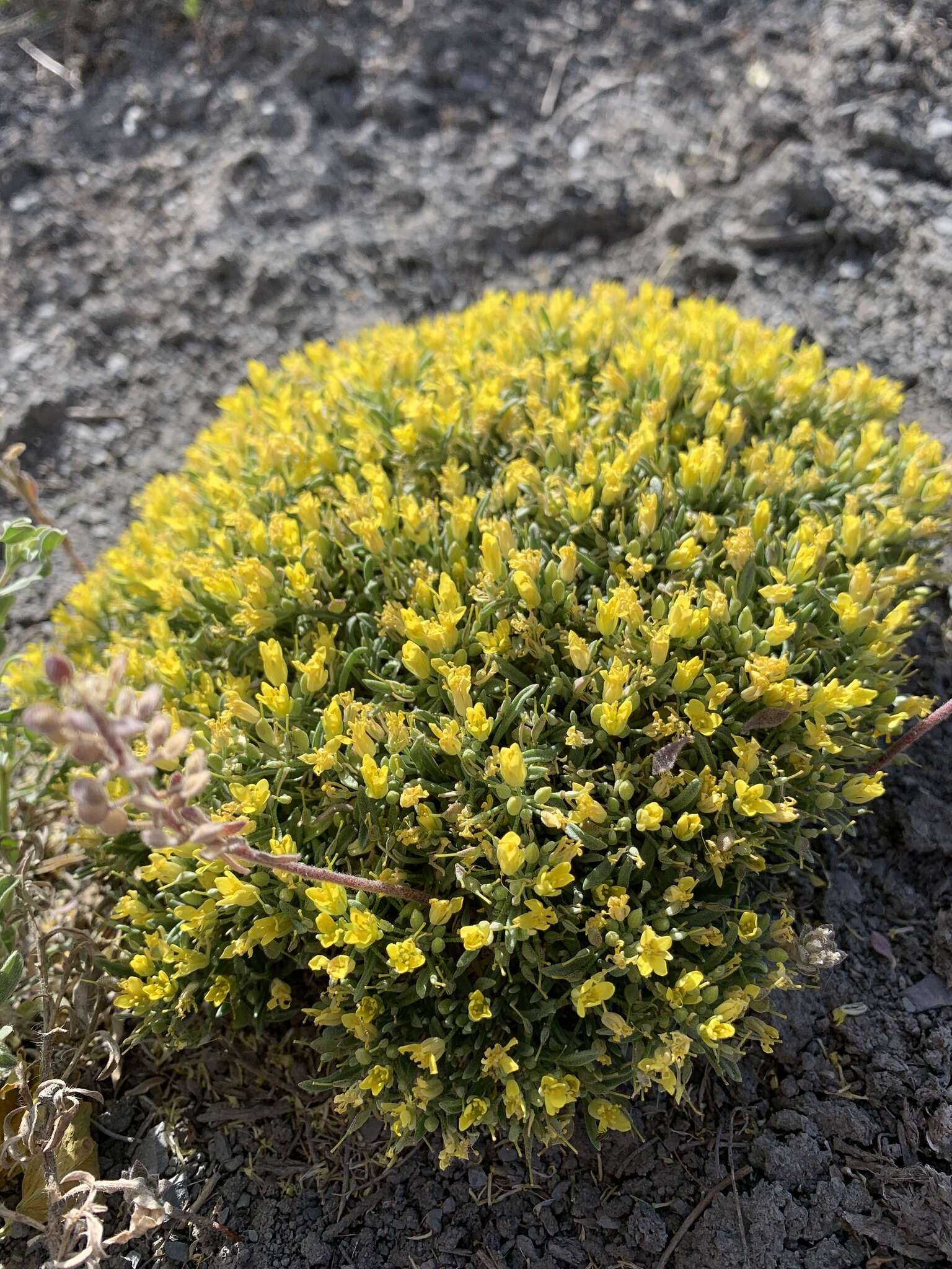 Image of Physaria pulvinata O'Kane & Reveal