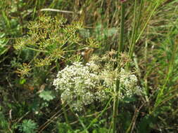 Image of burnet saxifrage