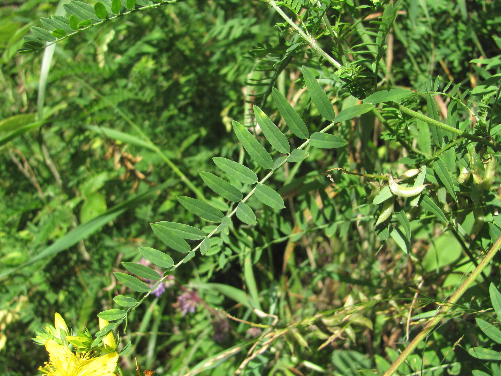 Image of Russian milkvetch