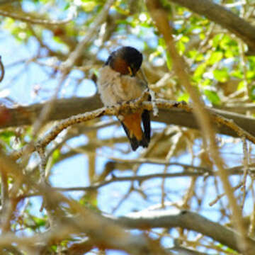 Image of Hirundo Linnaeus 1758