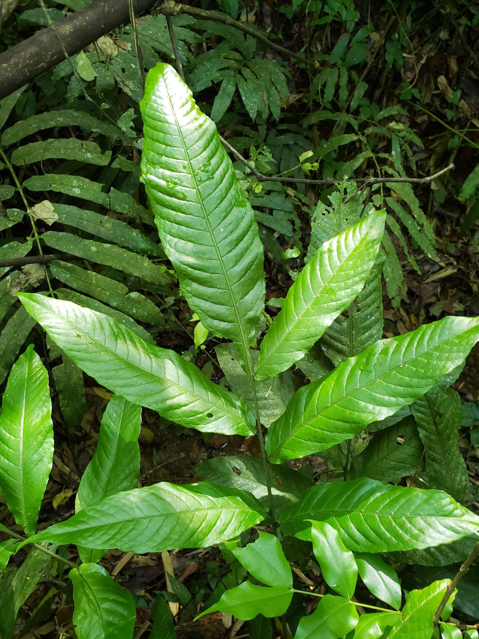 Image of Thin-Leaf Creeping Fern
