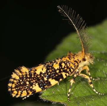 Image of Euplocamus ophisa (Cramer 1779)