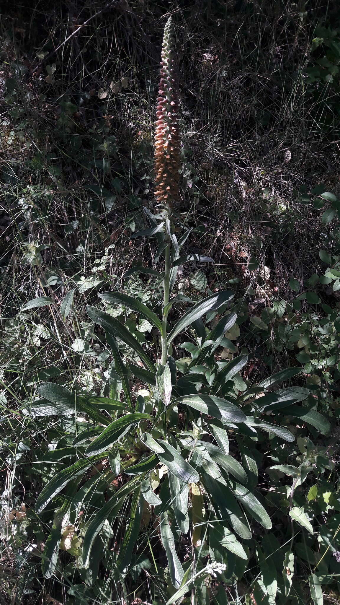 Image of Portuguese Foxglove