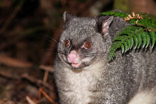 Image of Mountain Brushtail Possum