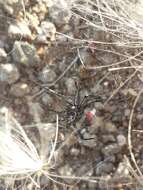 Image de Latrodectus mirabilis (Holmberg 1876)