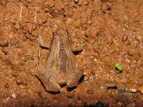 Image of Sholiga narrow-mouthed frog