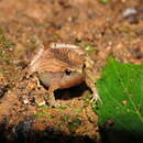 Image of Sholiga narrow-mouthed frog
