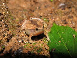 Image of Sholiga narrow-mouthed frog