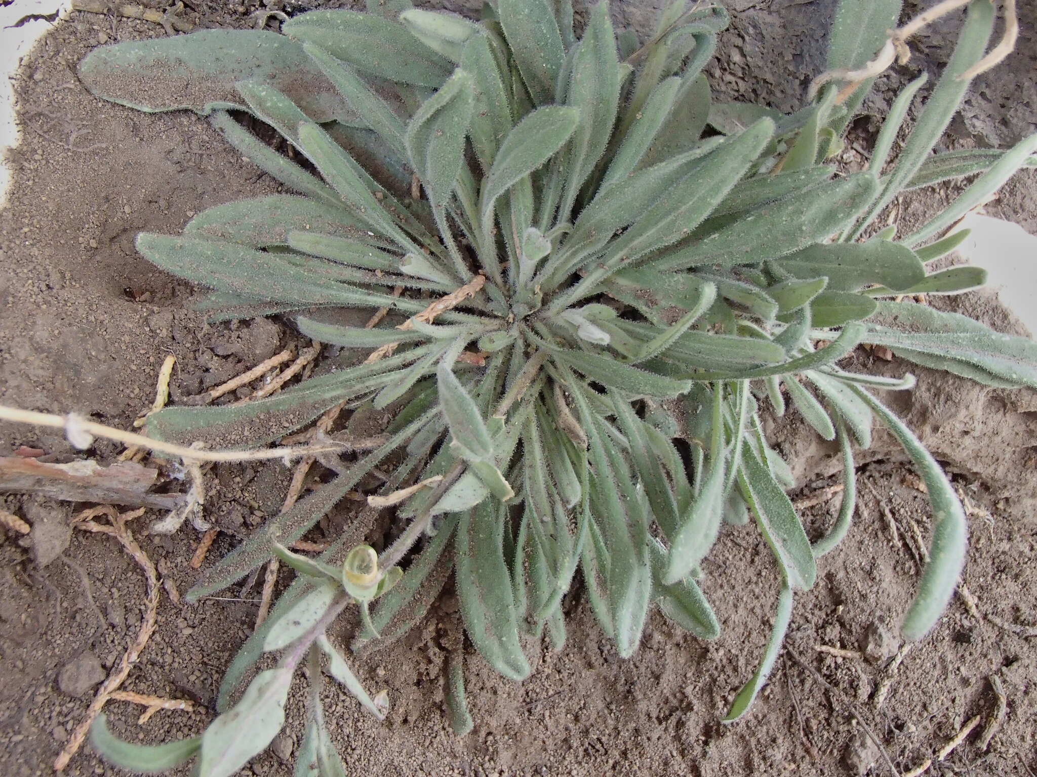 Image of sicklepod rockcress