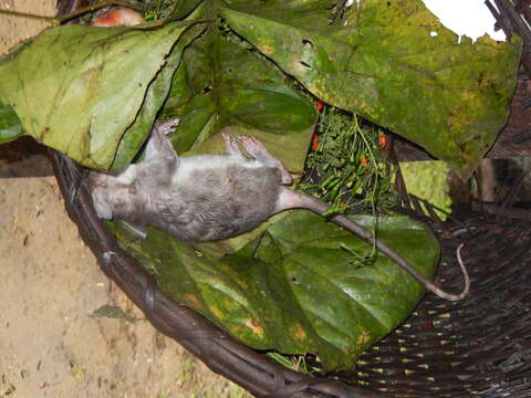 Image of Gambian Rat