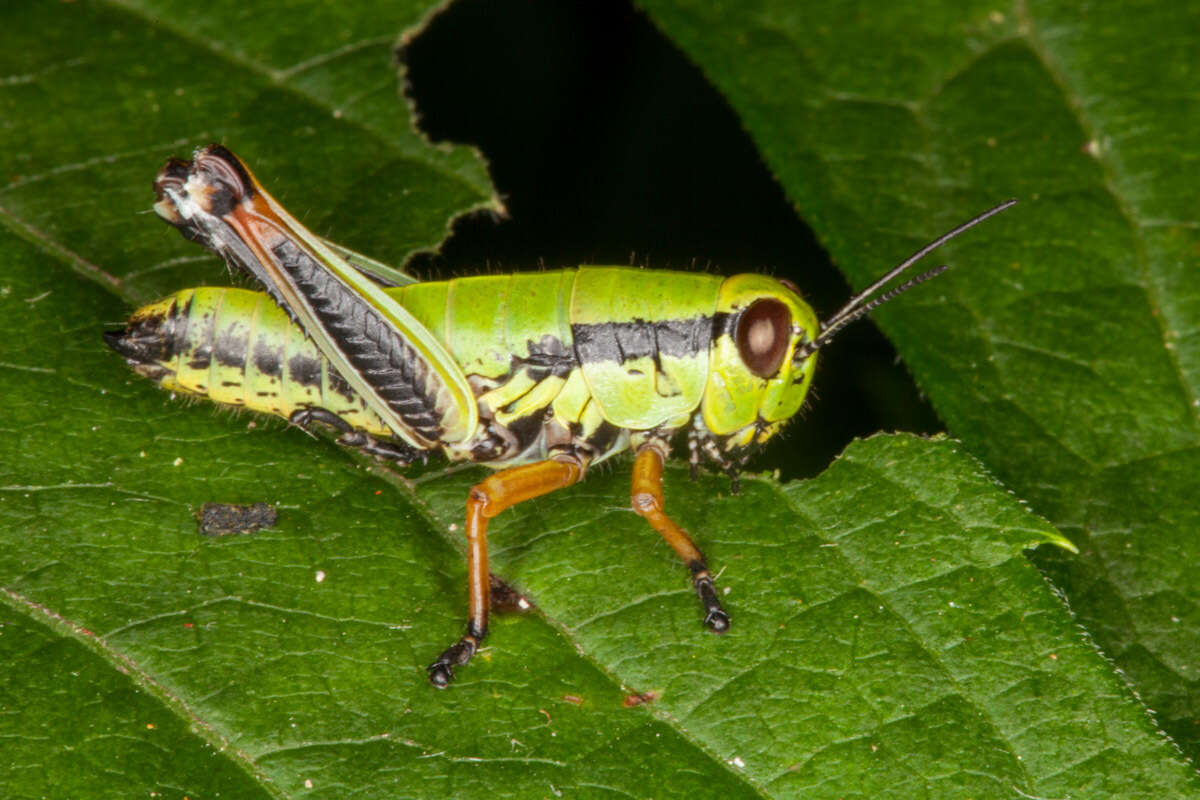 Imagem de Micropodisma salamandra (Fischer 1853)