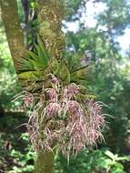 Image of Macroclinium bicolor (Lindl.) Dodson