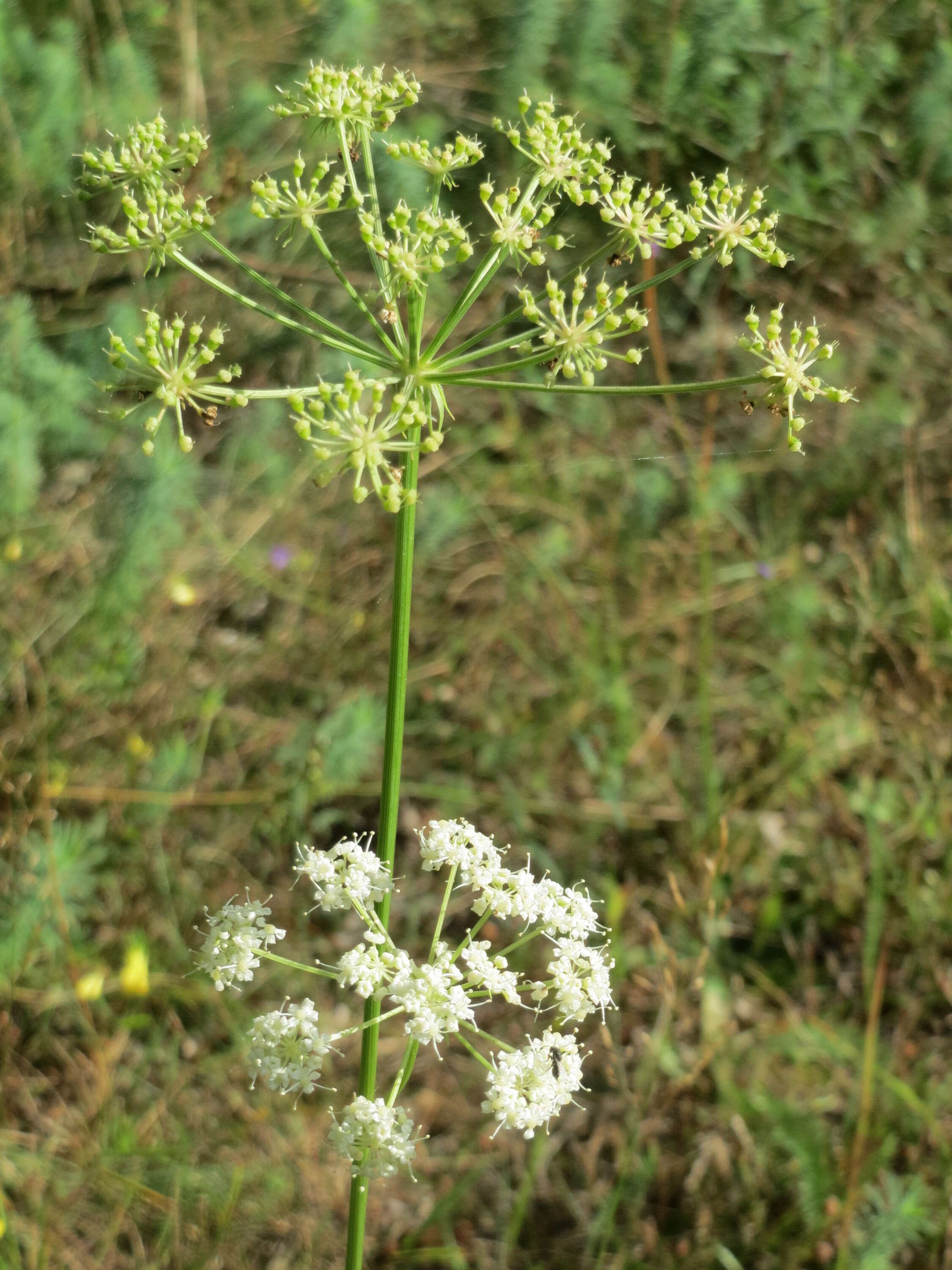 Image of burnet saxifrage