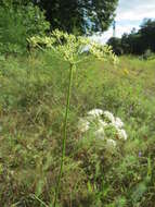 Imagem de Pimpinella saxifraga L.