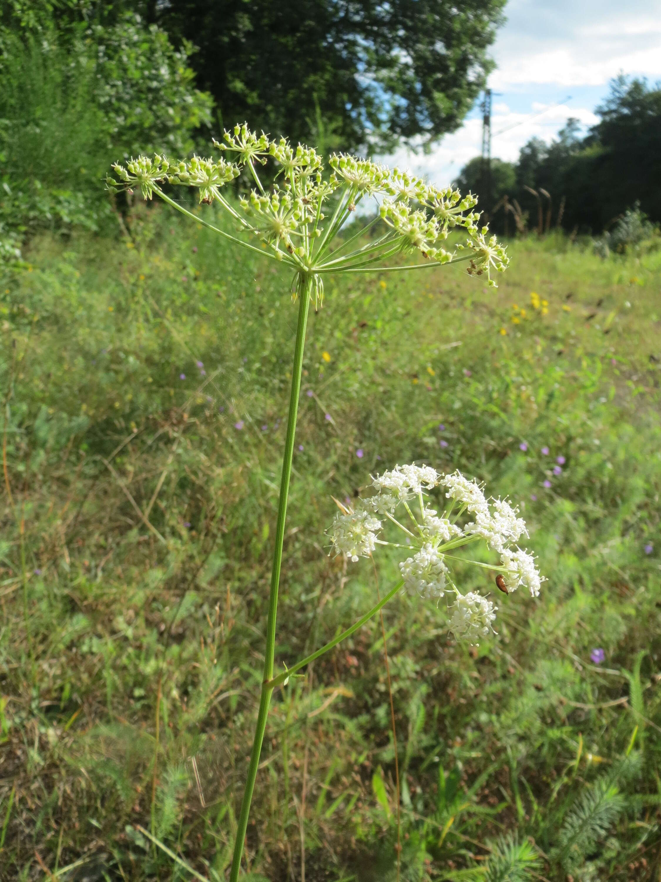 Image of burnet saxifrage