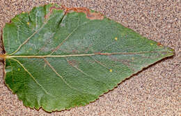 Image of Stigmella trimaculella (Haworth 1828) Fletcher et al. 1945