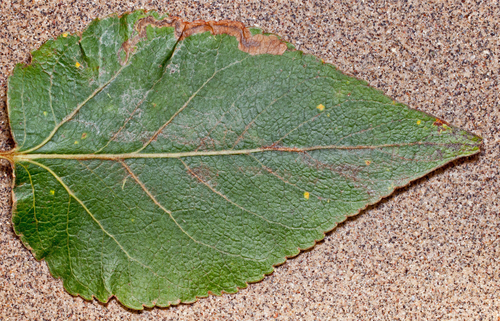 Image of Stigmella trimaculella (Haworth 1828) Fletcher et al. 1945