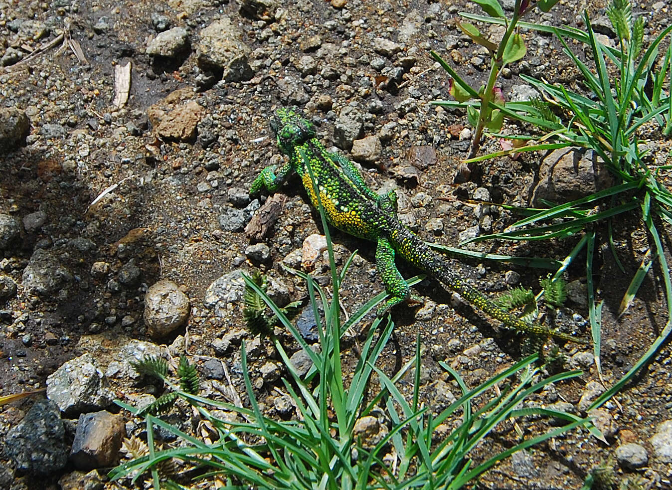 Plancia ëd Trioceros sternfeldi (Rand 1963)